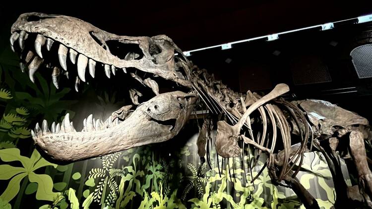 Un dinosaurio de seis metros, protagonista de la exposición gratuita 'Cazadores de Dragones'