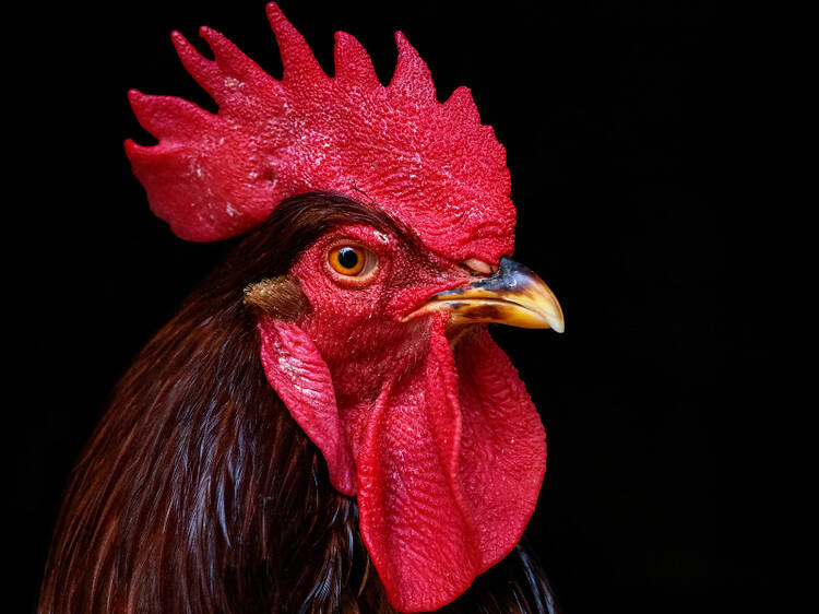 Old Cock