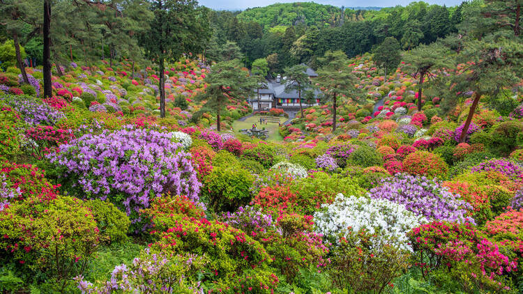 Azaleas at Shiofune Kannonji Temple