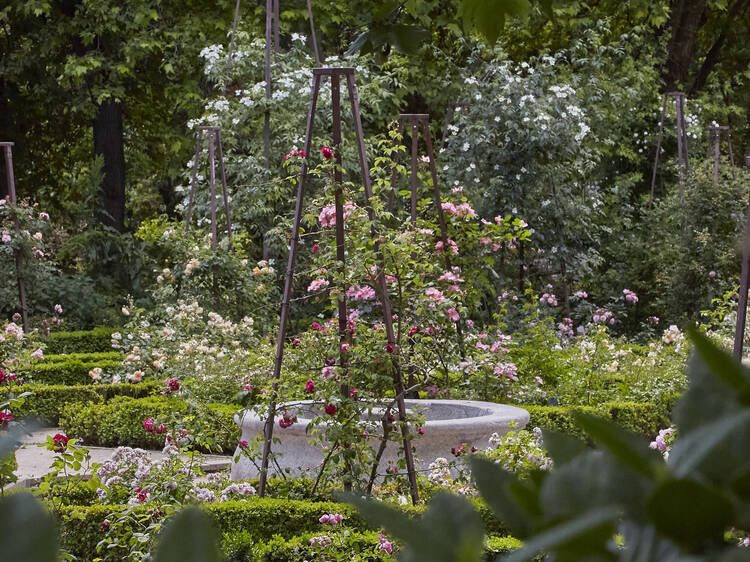La espectacular rosaleda del Real Jardín Botánico contará con nuevos ejemplares esta primavera