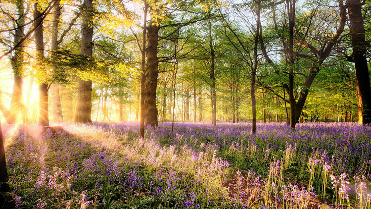 The Ancient Bluebell Woodland