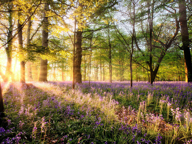 An ancient bluebell woodland in Kent is getting buried under literal trash