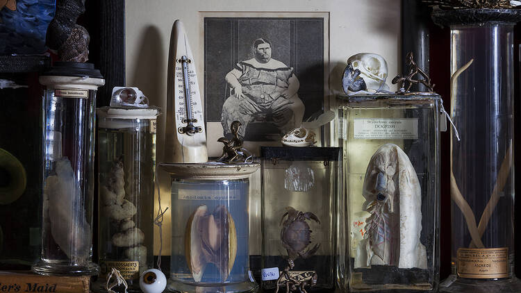 6. The Viktor Wynd Museum of Curiosities, Fine Art & UnNatural History