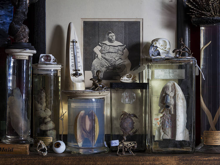 6. The Viktor Wynd Museum of Curiosities, Fine Art & UnNatural History