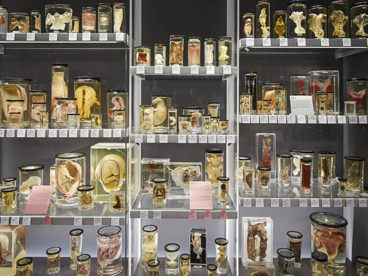 7. Hunterian Museum