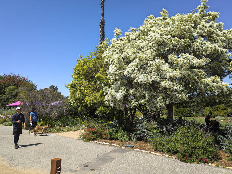 Dog Walking Hours at South Coast Botanic Garden