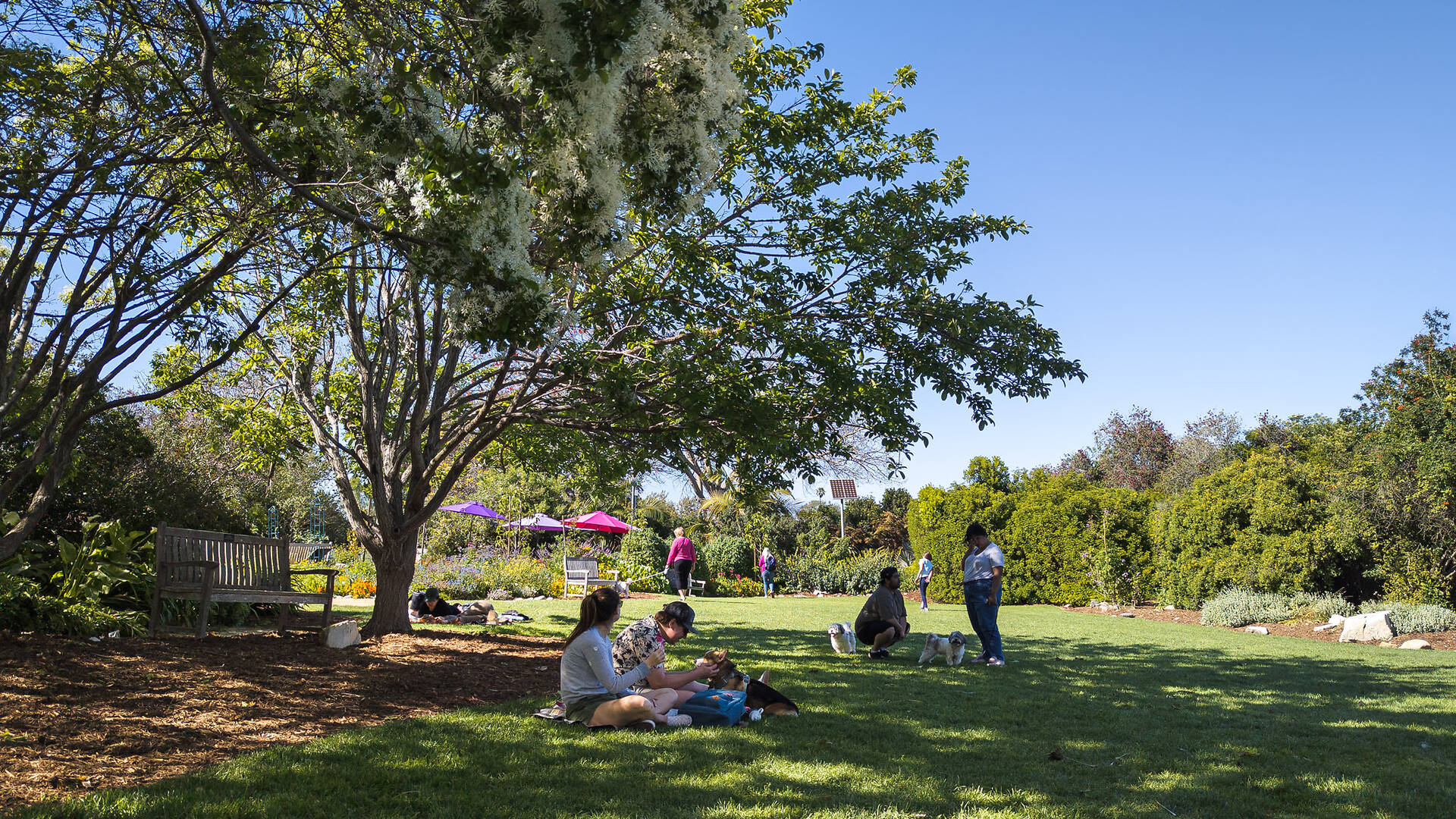 dog-walking-hours-at-south-coast-botanic-garden-things-to-do-in-los