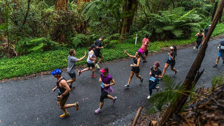 People running along a road alongside greenery. 