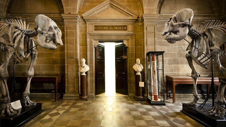 8. Anatomical Museum