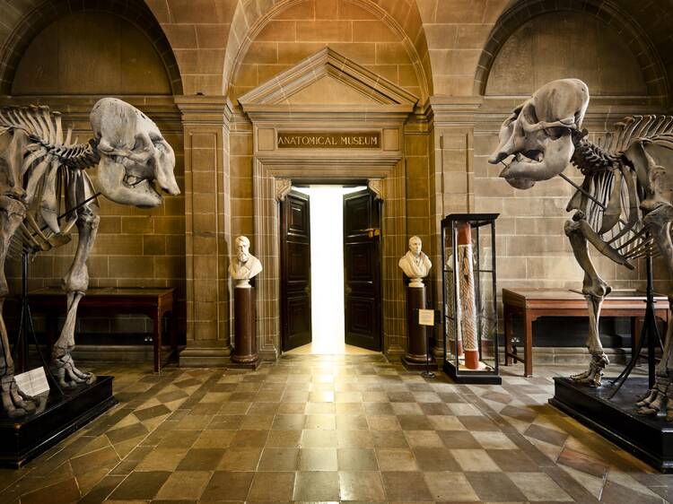 8. Anatomical Museum