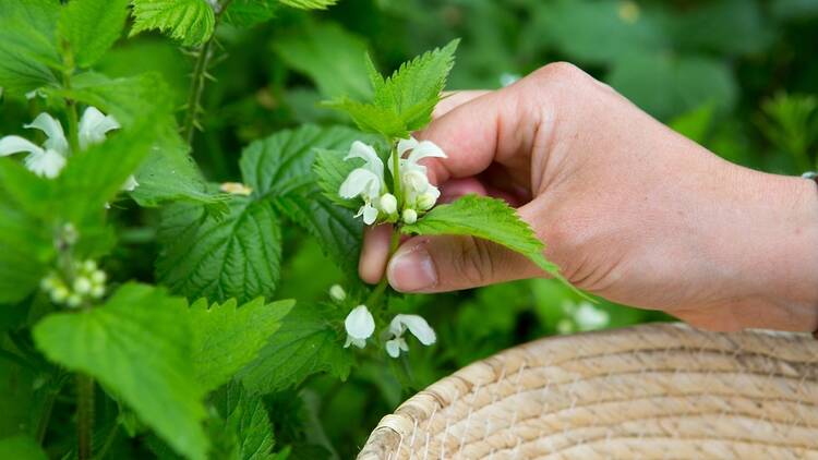 9. Forage and Nibble in Dunham Massey