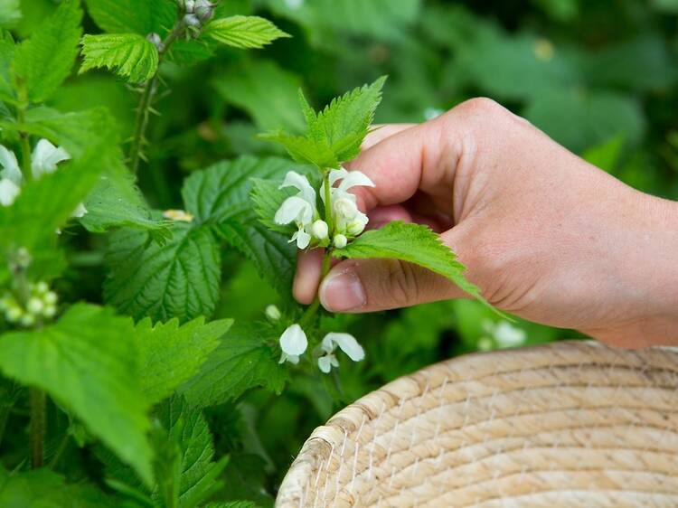 9. Forage and Nibble in Dunham Massey