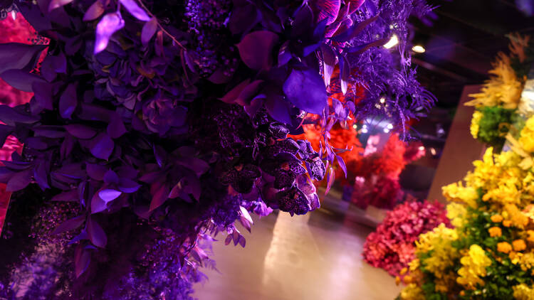 A close-up of purple orchids.