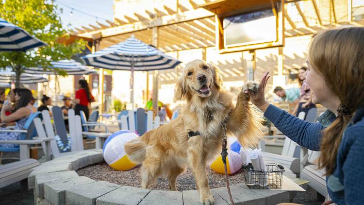The best dog-friendly restaurants, bars and patios in Chicago