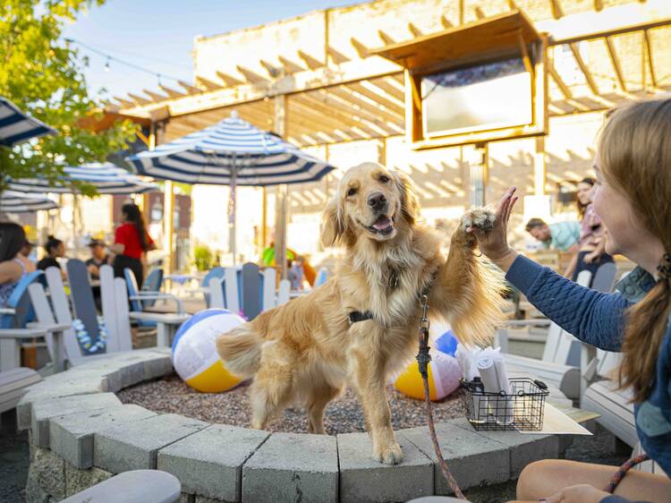 The best dog-friendly restaurants, bars and patios in Chicago