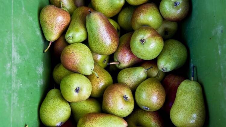 Tub of green pears