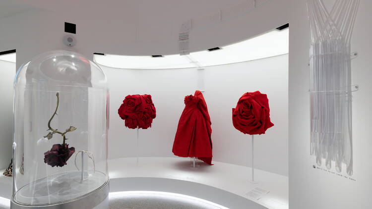 A red rose in a case and red dresses.