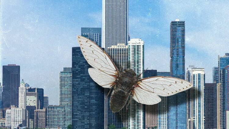 A cicada in front of the chicago skyline