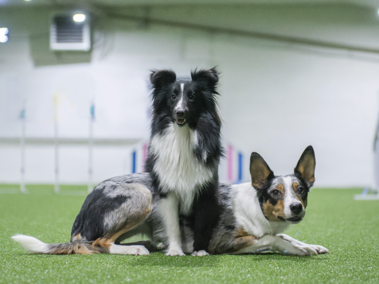 A bar with an indoor dog park is opening in North Center