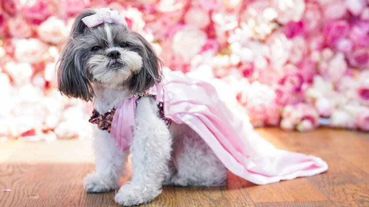 A dog at the Pet Gala in a pink dress.