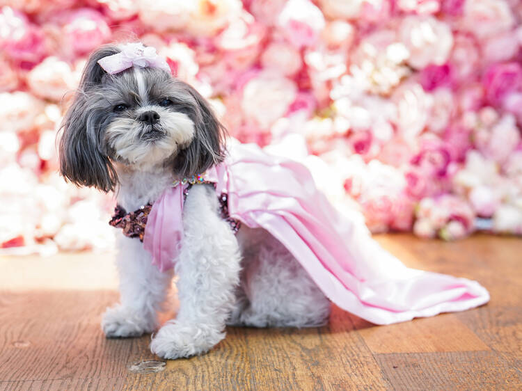 Forget the Met Gala. Have you seen the Pet Gala?