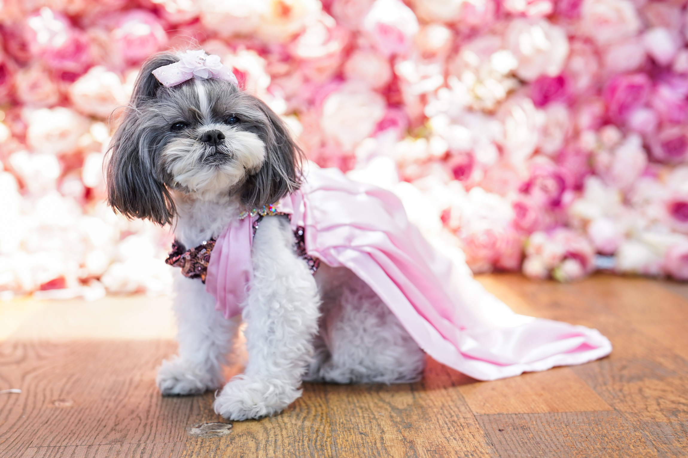 Forget the Met Gala. Have you seen the Pet Gala?