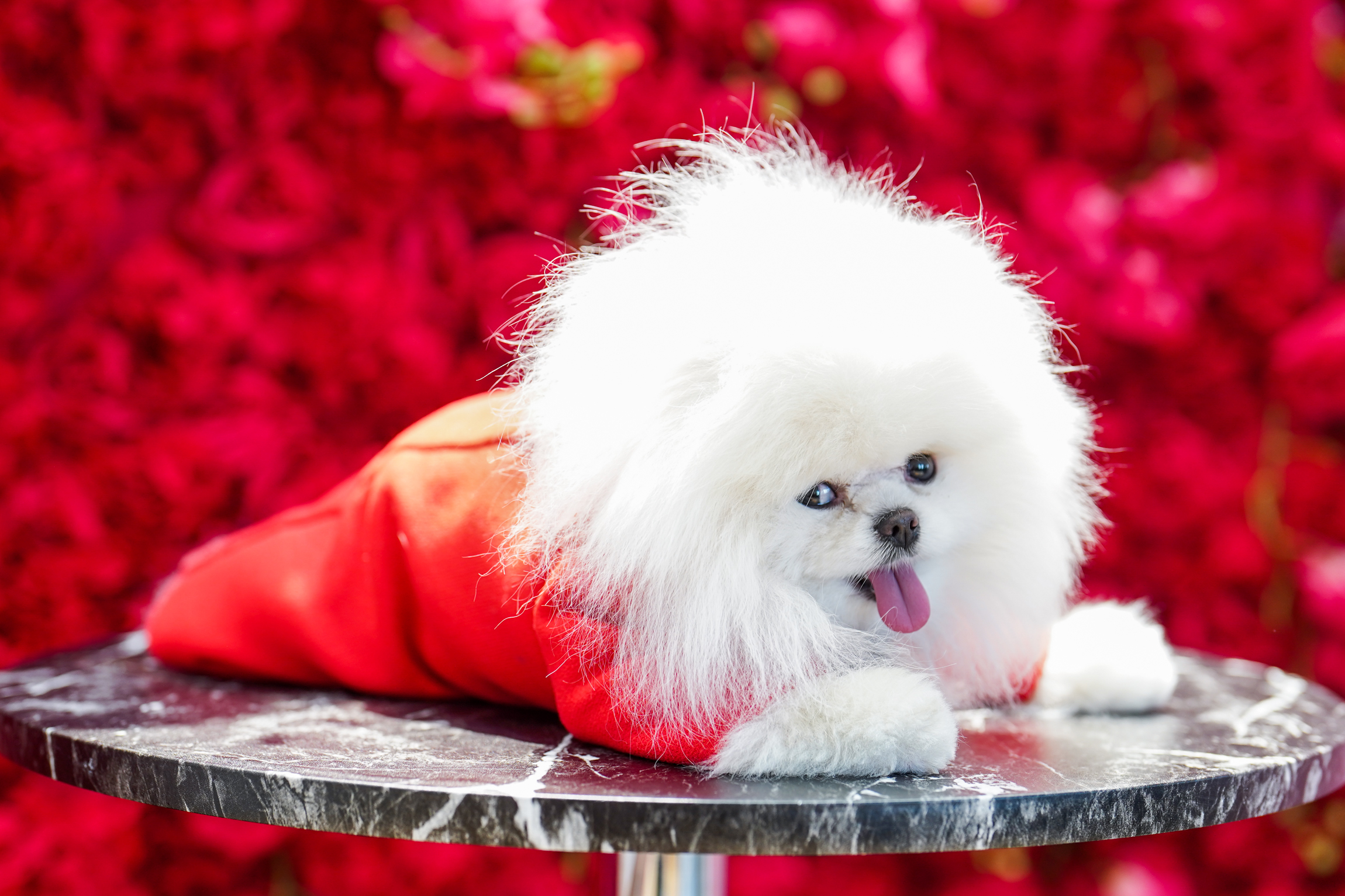A fluffy white dog at the Pet Gala in a red dress.