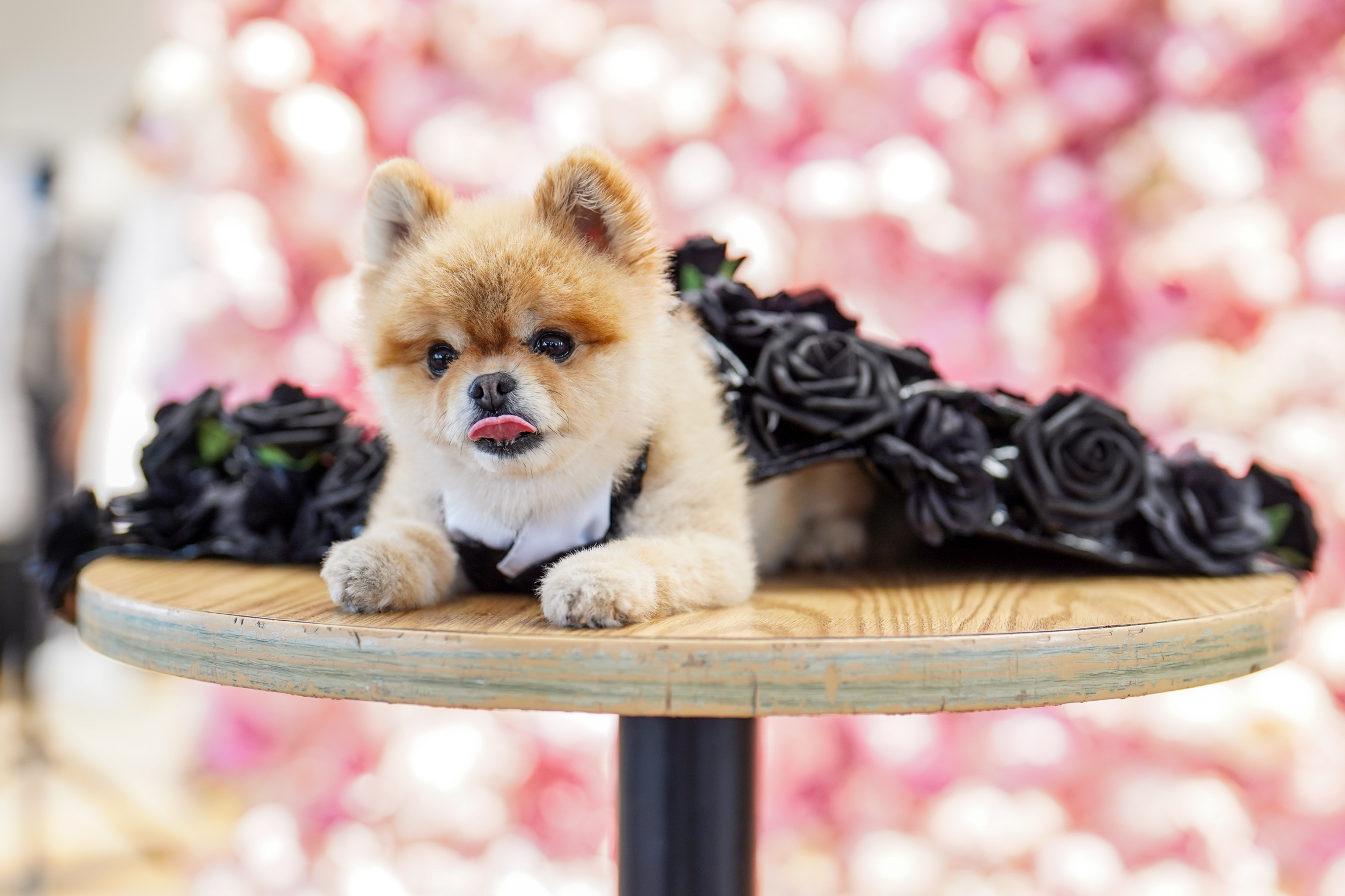 A dog at the Pet Gala in a black floral dress.