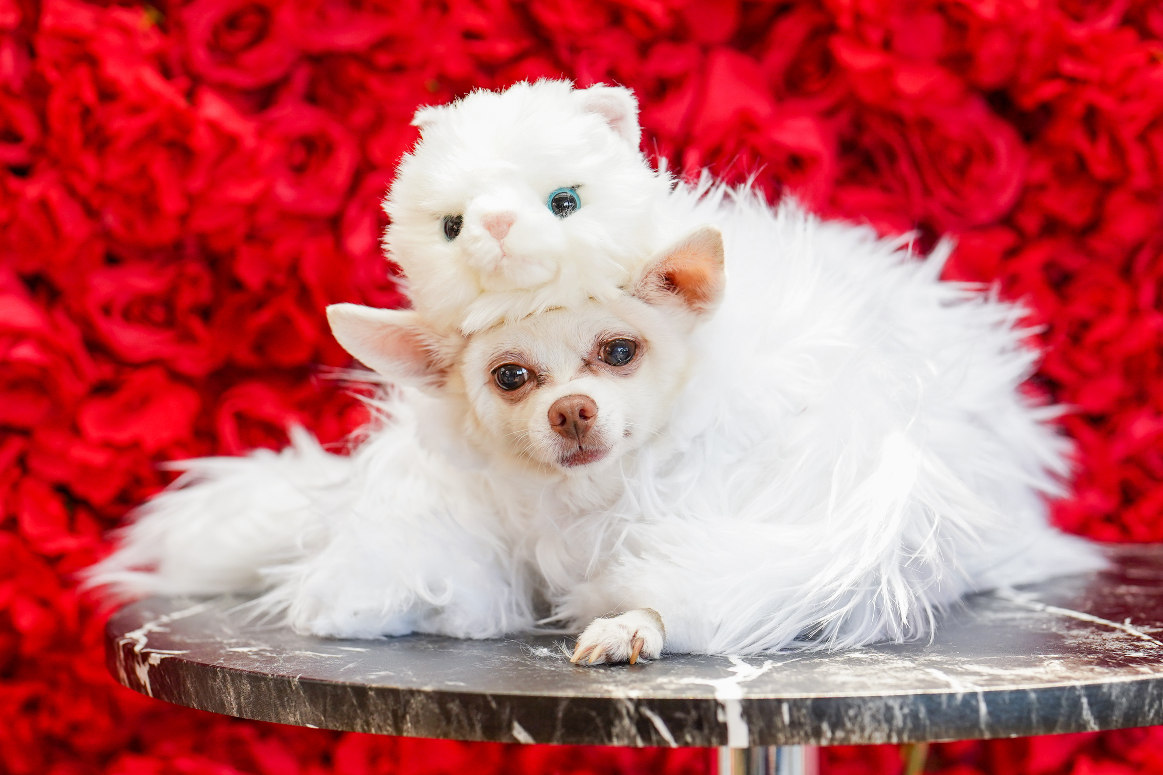 A dog at the Pet Gala in a white cat outfit.