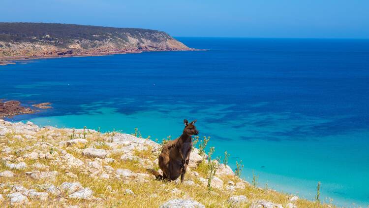 Kangaroo on a clifftop overlooking beach