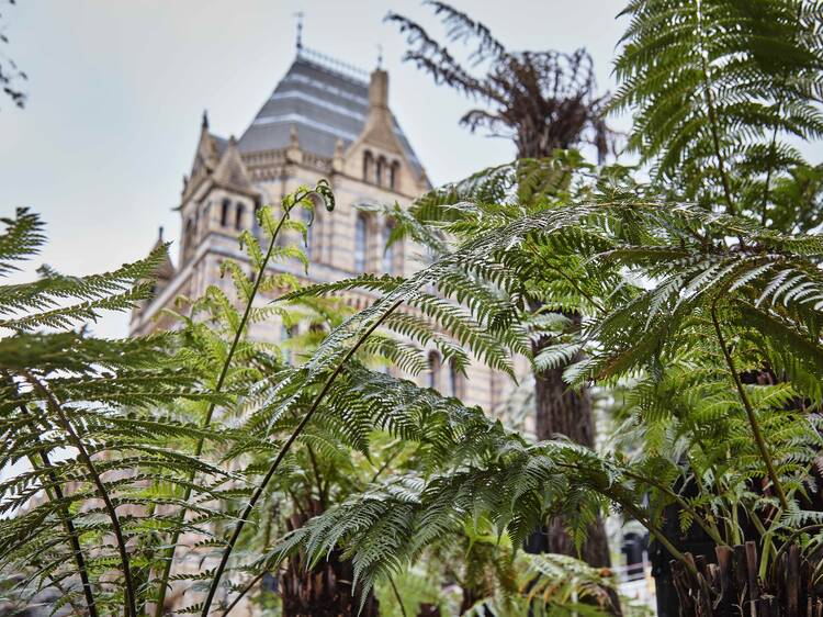 The Natural History Museum’s gardens have been totally transformed for summer
