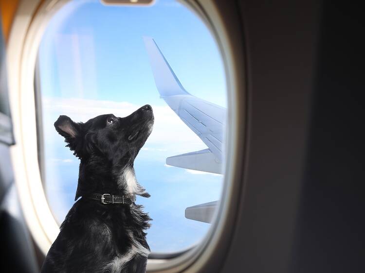 A brand-new airline for dogs takes off from the UK this month