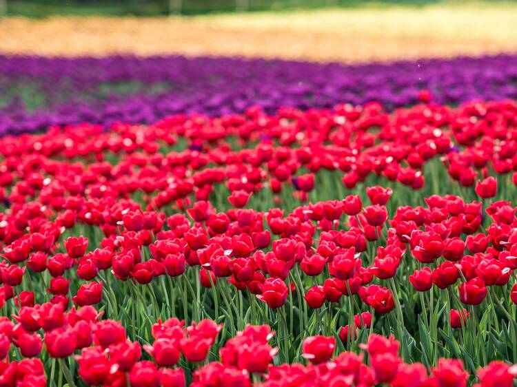 Where to find the best u-pick tulip fields near Montreal