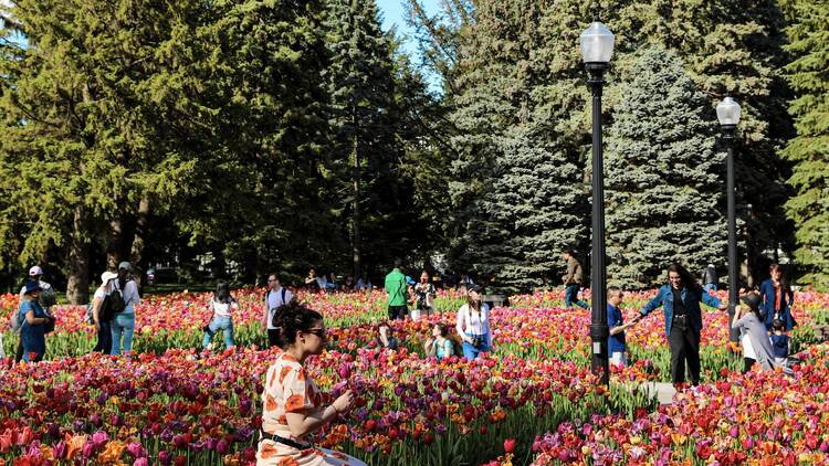 49 best things to do in Montreal right now