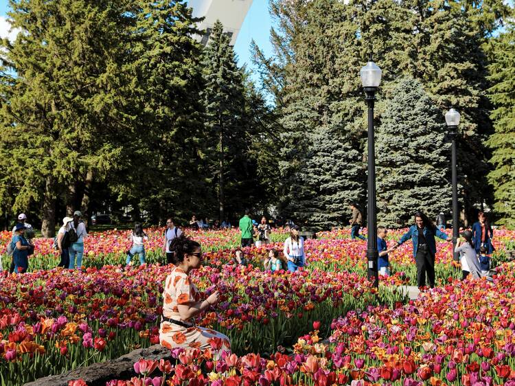 49 best things to do in Montreal right now