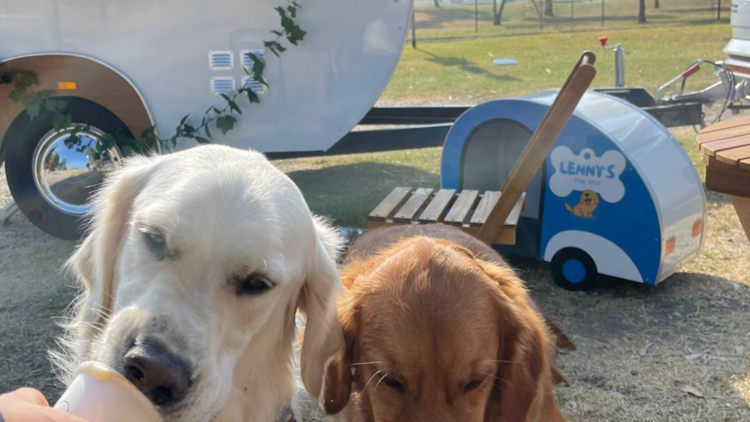 Two dogs enjoying treats at Lenny's Pup Shop.