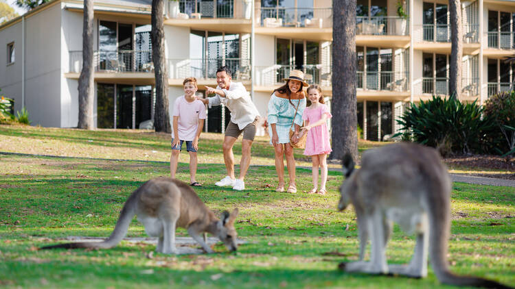 Kangaroos on a lawn with family in background