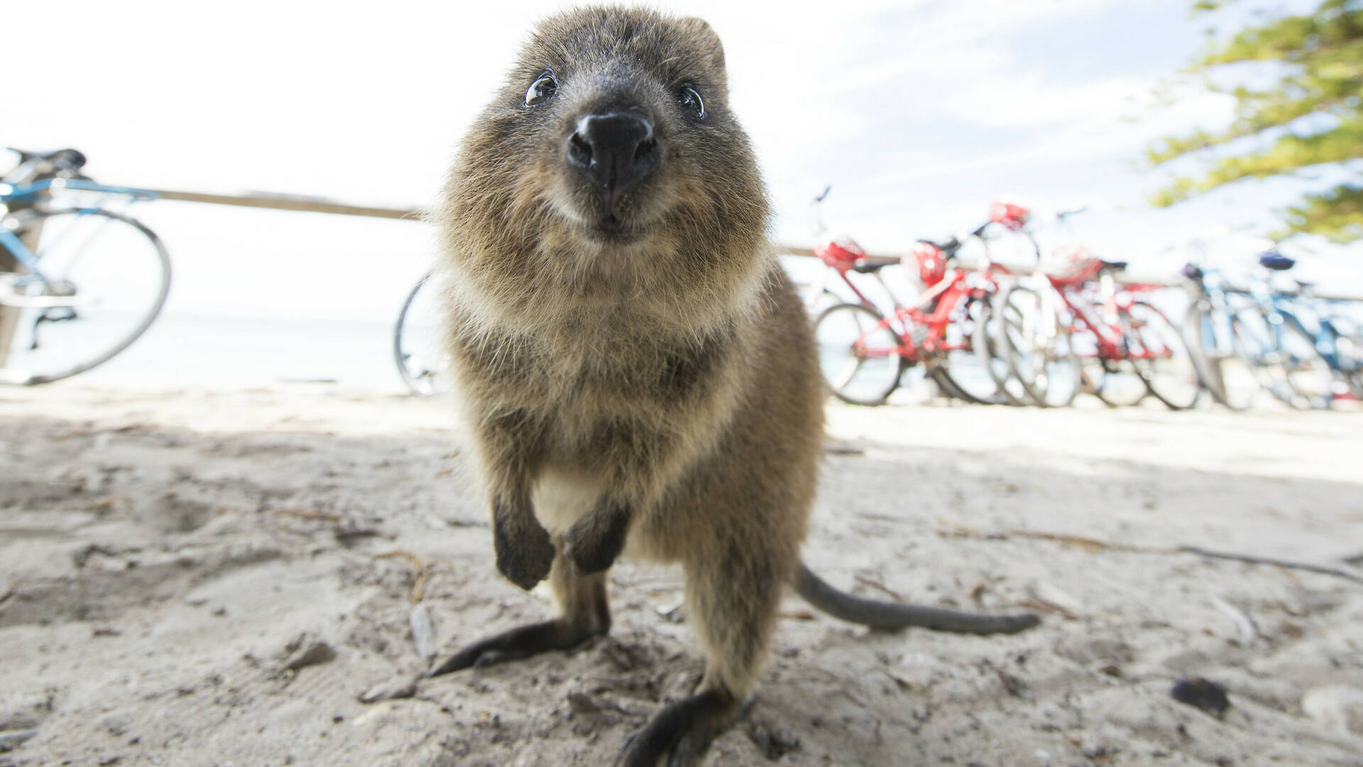 The 12 Best Things to Do on Rottnest Island [2026]