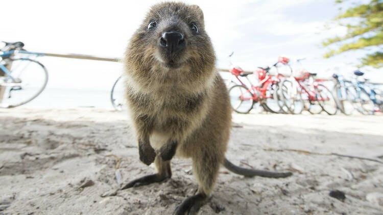 Snap a selfie with a quokka