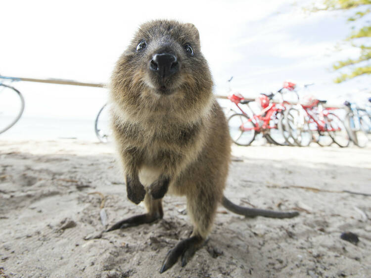 Snap a selfie with a quokka