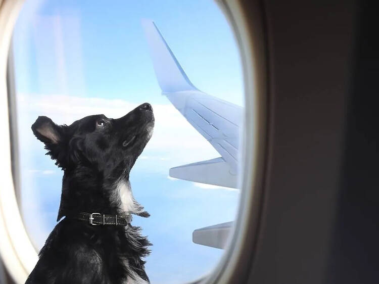 This is the most pet-friendly airline in America