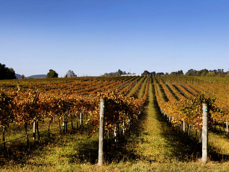 The best things to do in Orange, wineries to visit and restaurants to check out