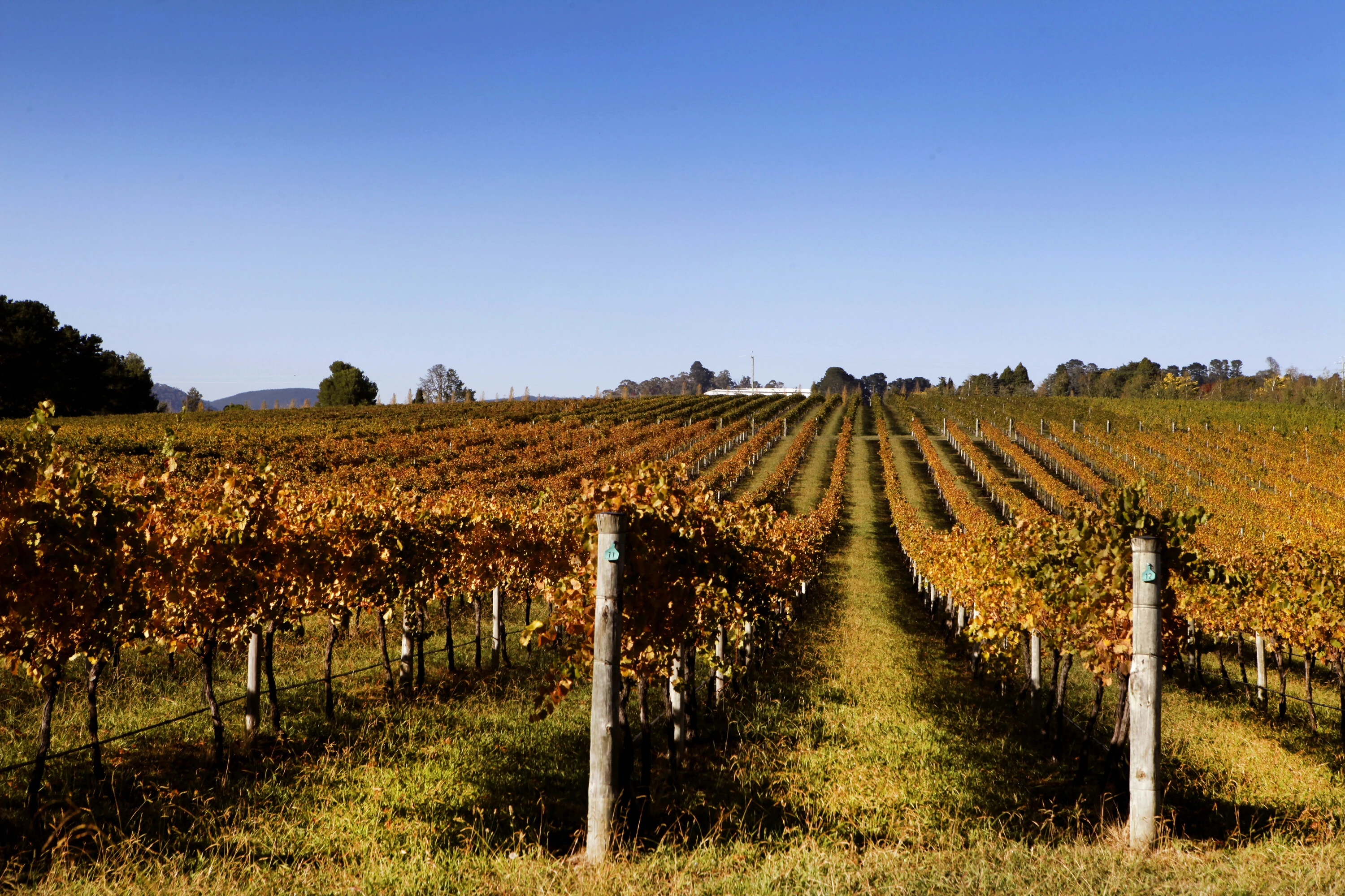Vineyard in Orange