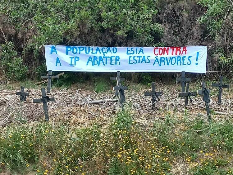 “Abate abusivo” de árvores deixa Parque Natural de Sintra-Cascais de luto