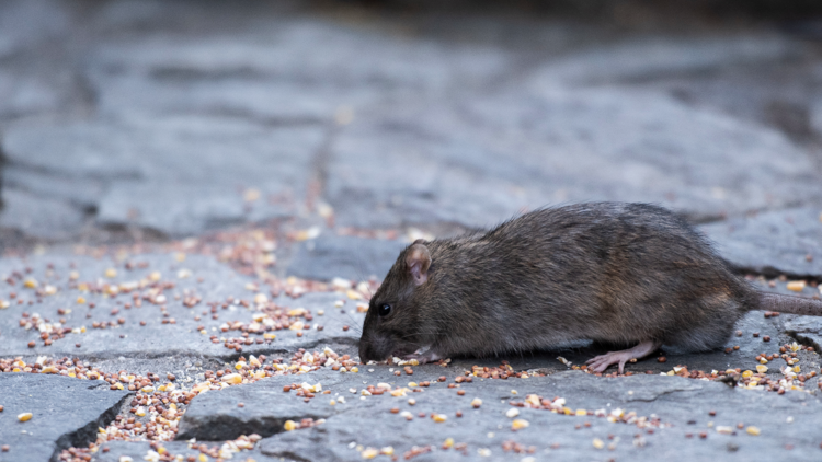 Rat on NYC street