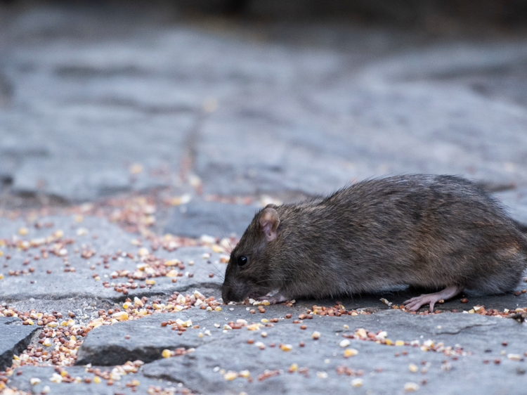NYC is hosting the first-ever national “rat summit”