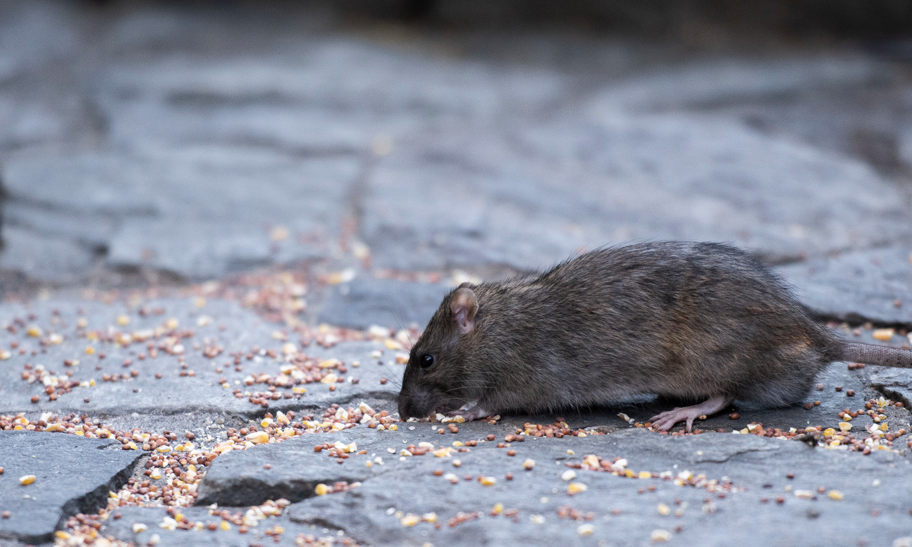 NYC is hosting the first-ever national “rat summit”