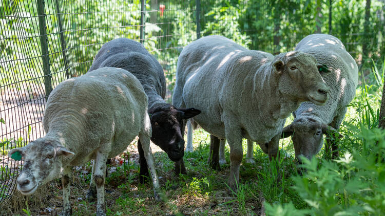 Governors Island sheep