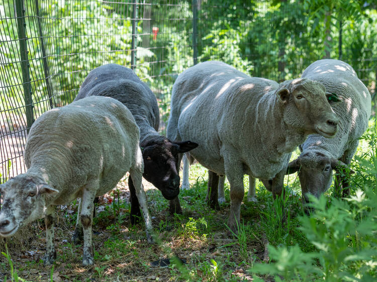 The adorable sheep are back on Governors Island for the season!