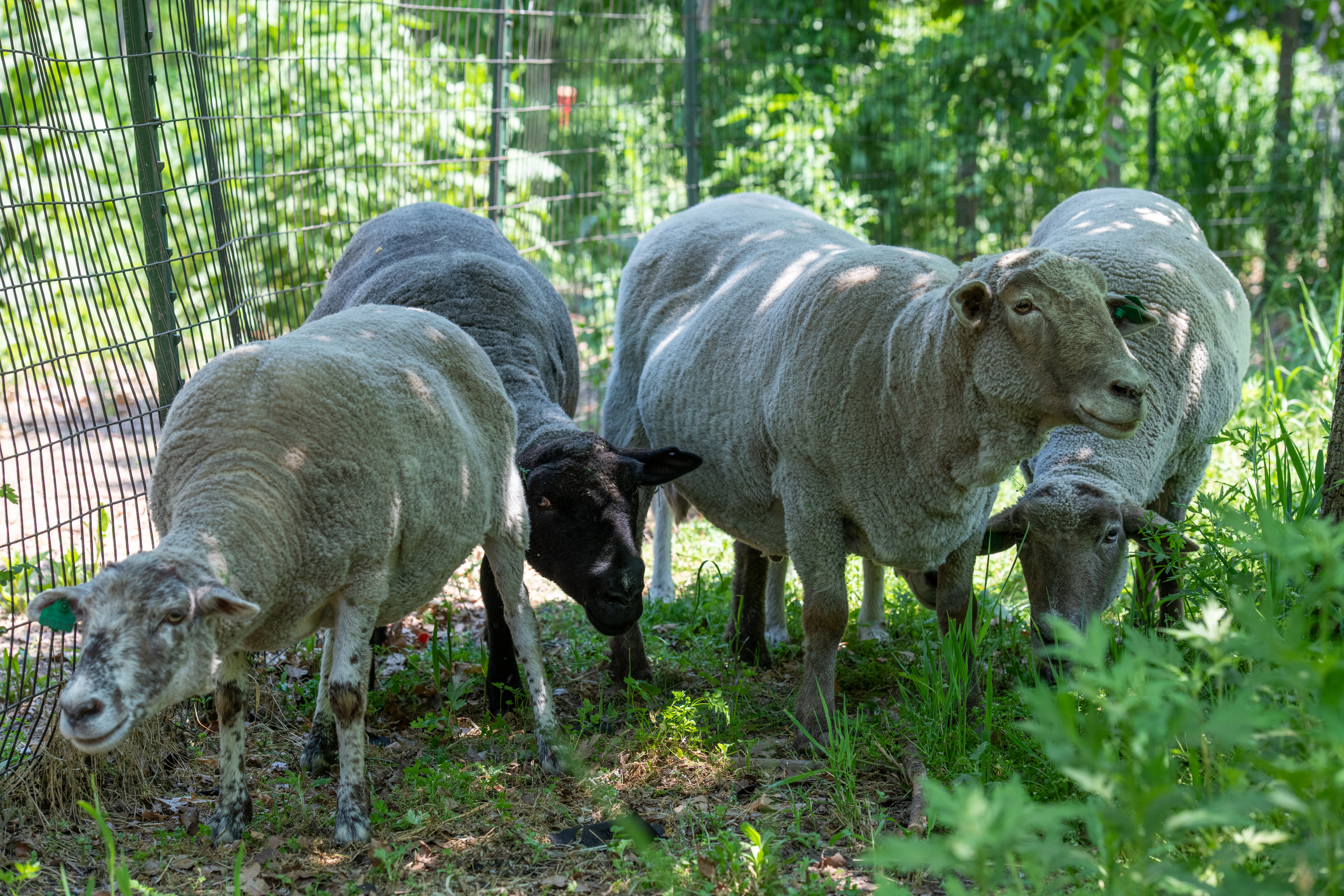 The adorable sheep are back on Governors Island for the season!